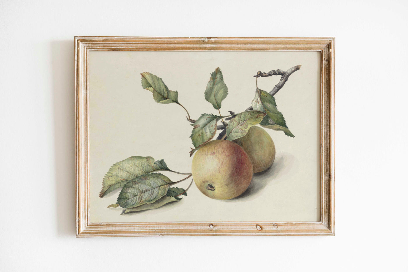 Dutch Apple Branch Print