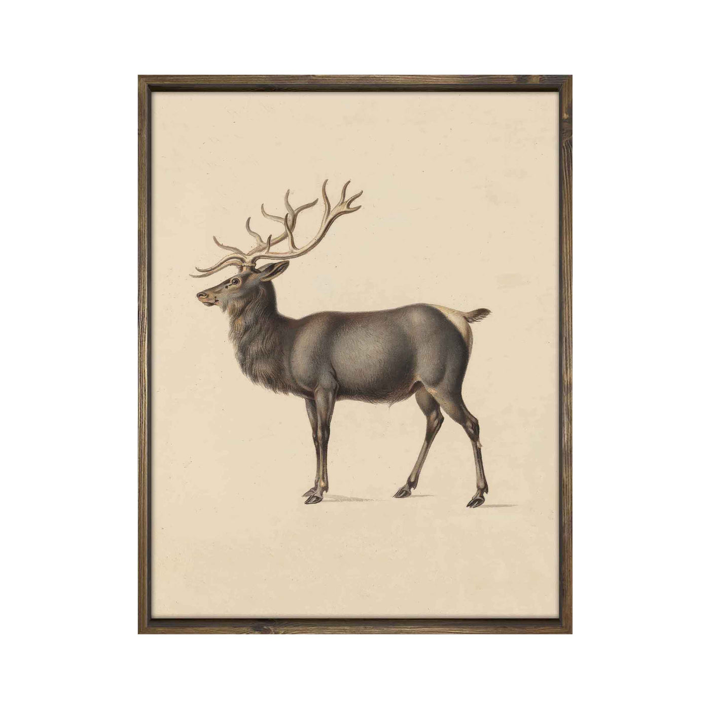 Elk (vertical)