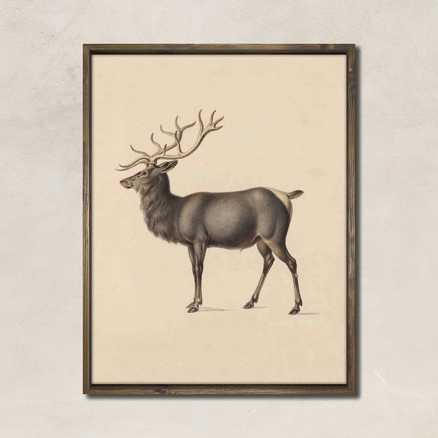 Elk (vertical)