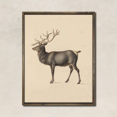 Elk (vertical)