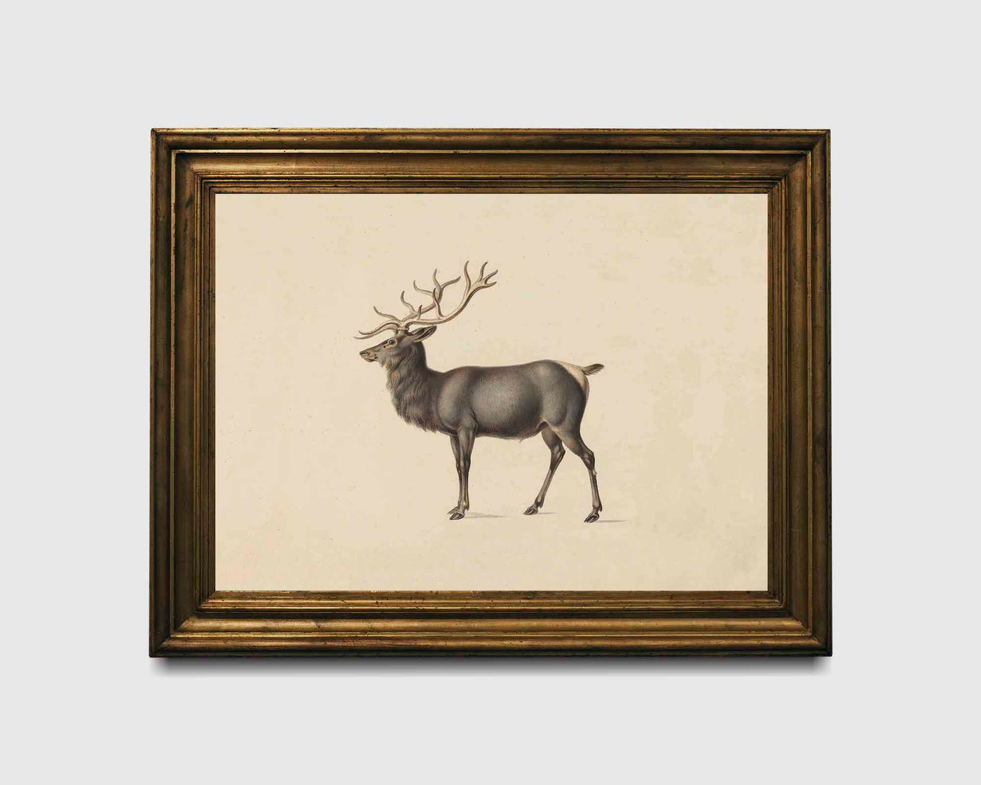 Elk Print