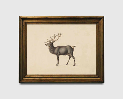 Elk Print
