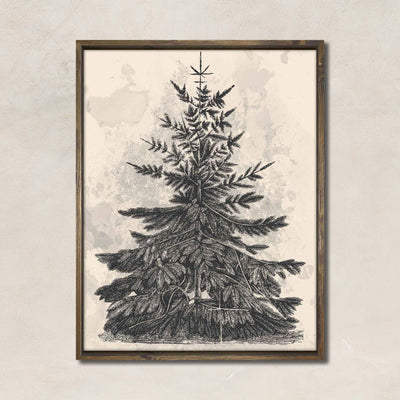 Winter Evergreen