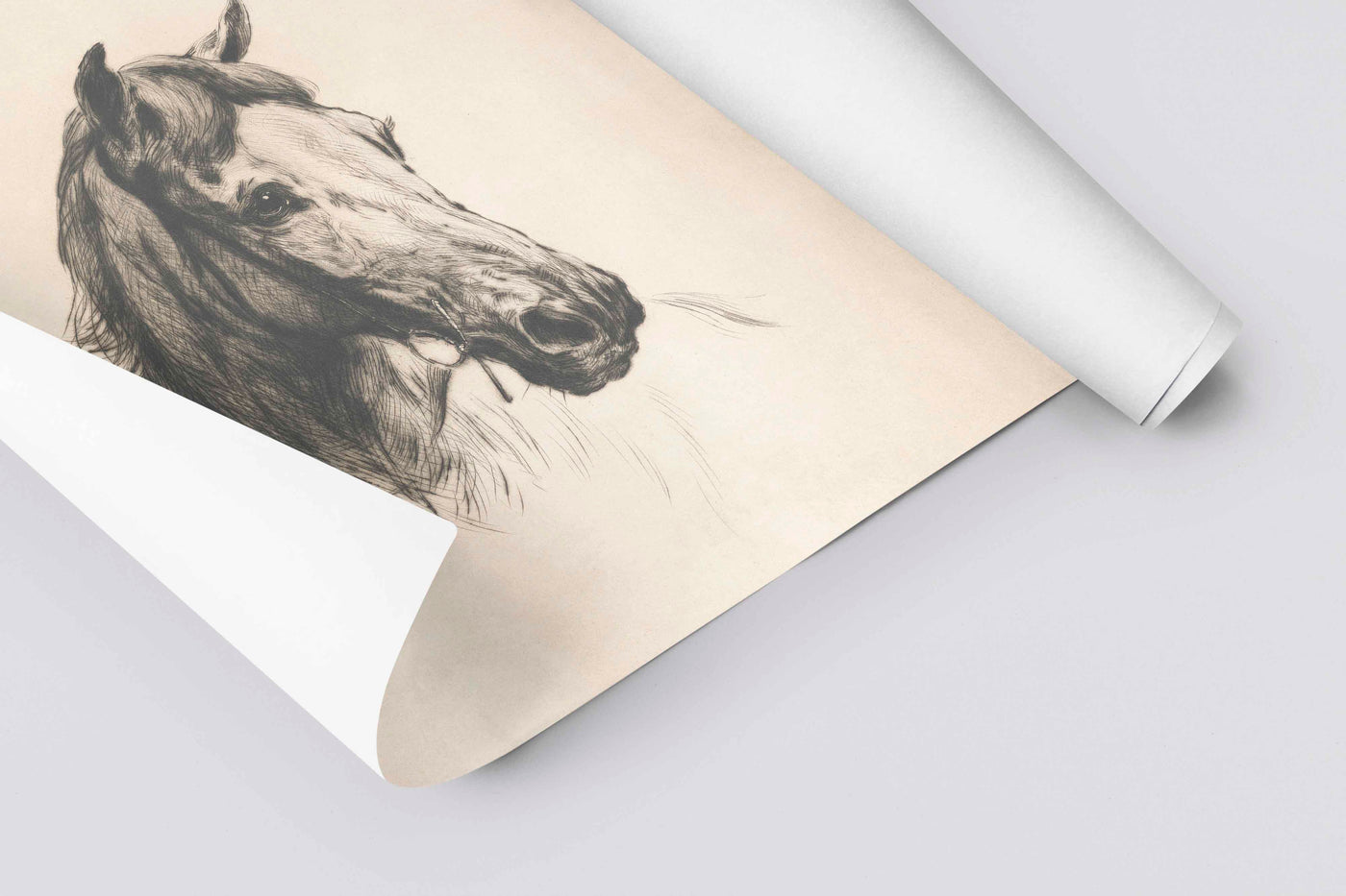 Horse Drawing