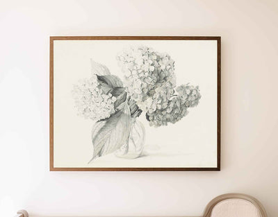 Hydrangea Sketch  Print