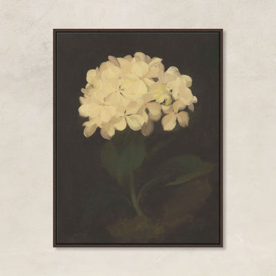 Hydrangea