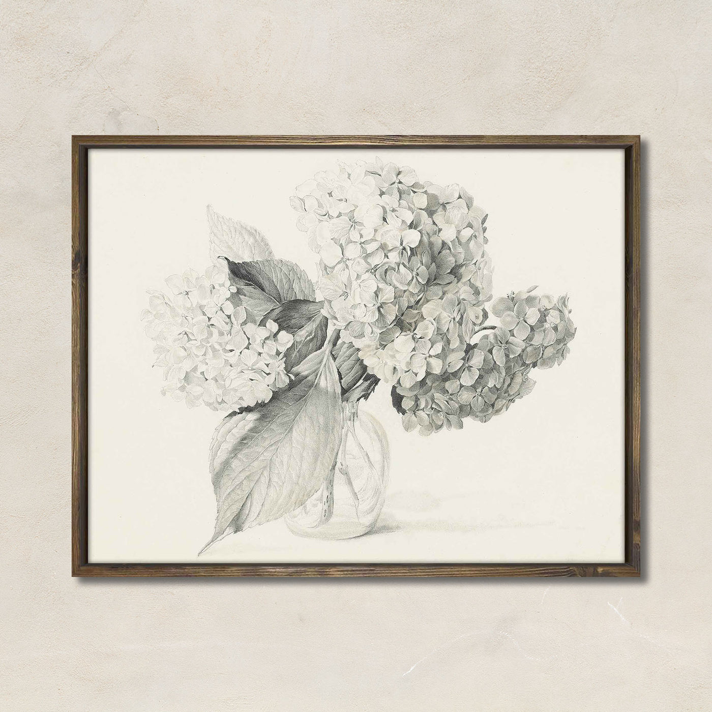 Hydrangea Sketch