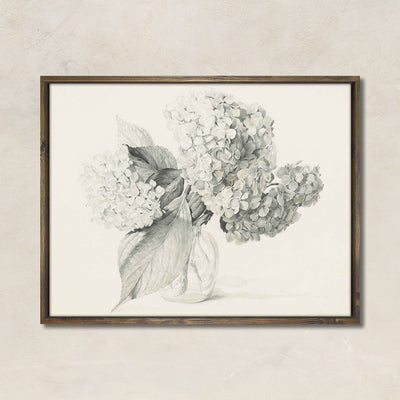 Hydrangea Sketch