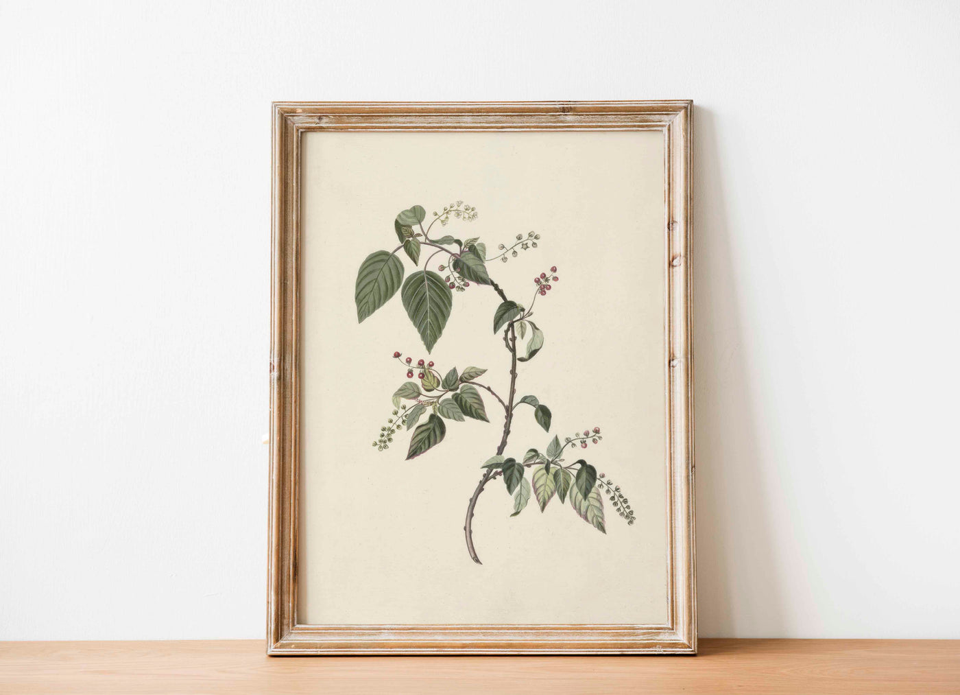 Nandina Berry Branch Print