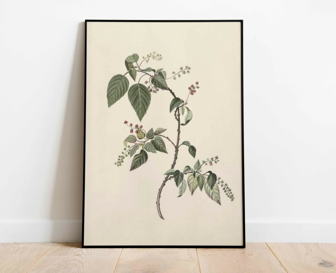 Nandina Berry Branch Print