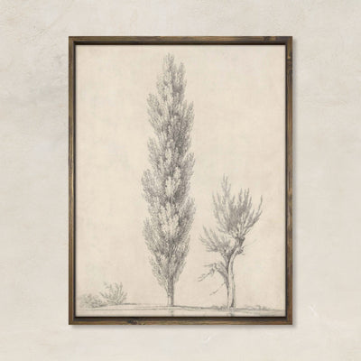 Study of a tree
