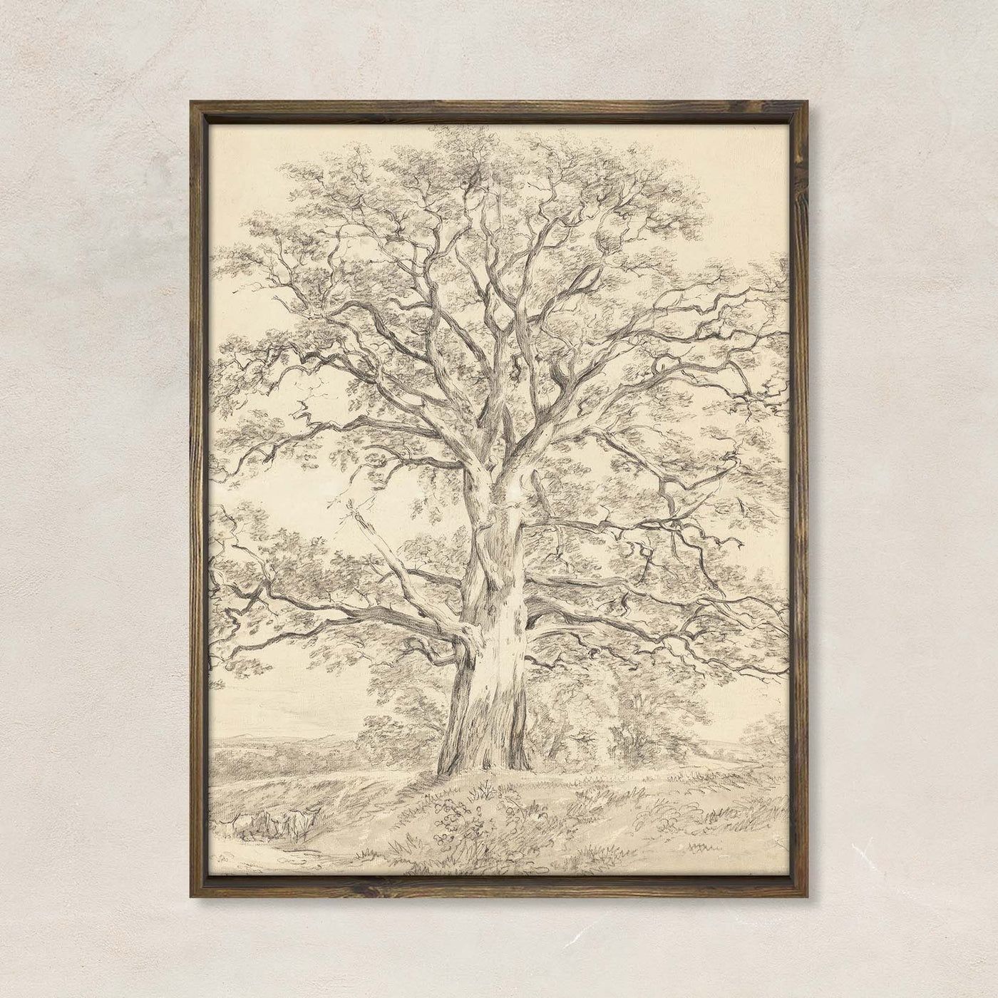 The Oak Tree