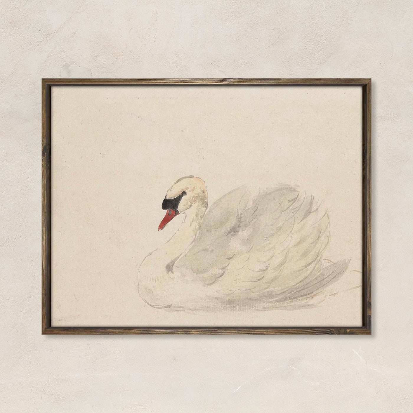 The Swan