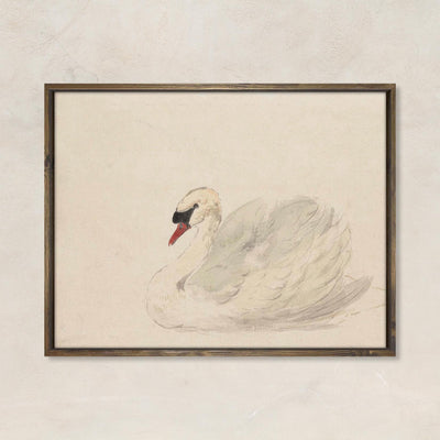 The Swan