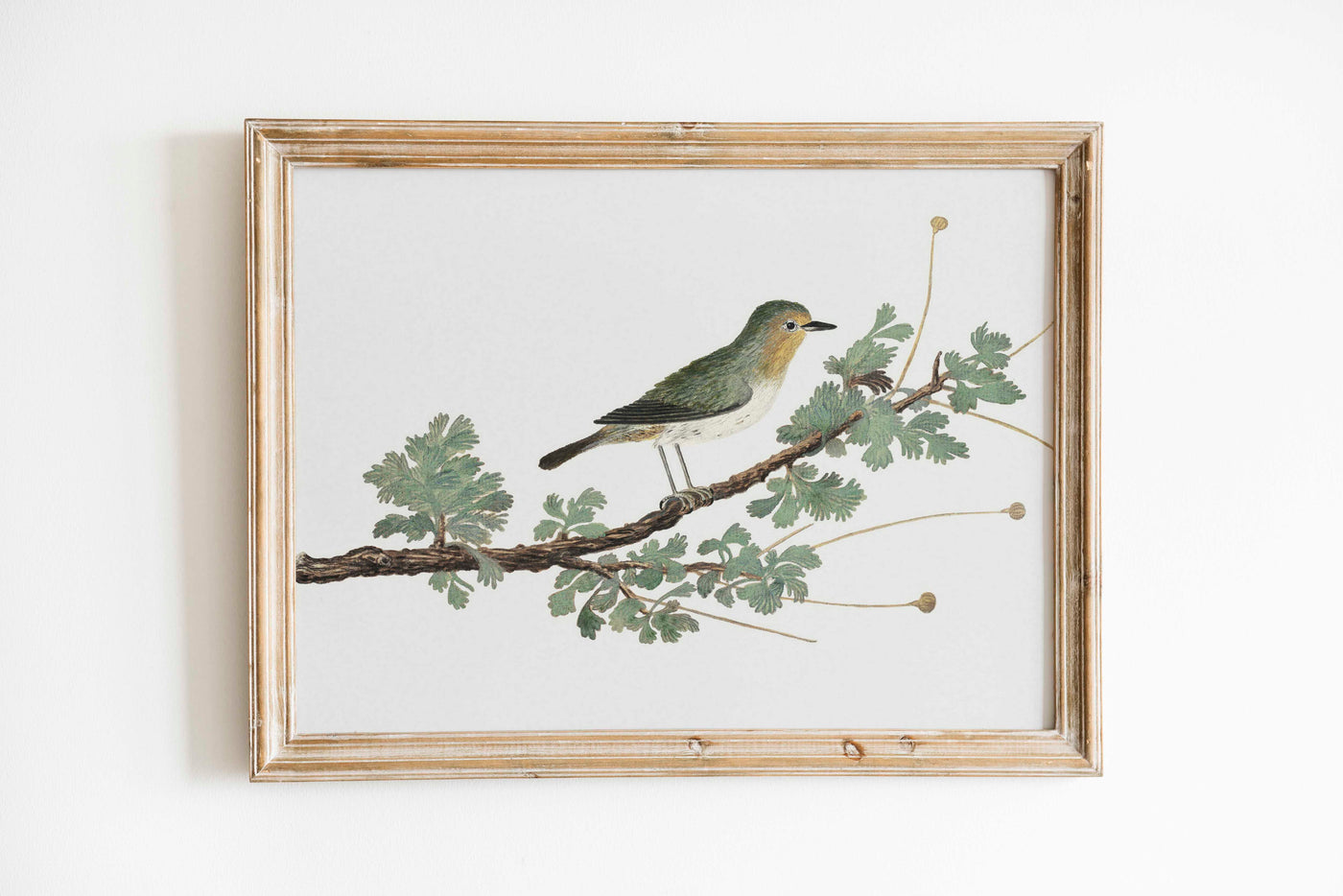 Vintage Watercolor Bird Print