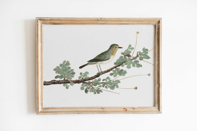 Vintage Watercolor Bird Print