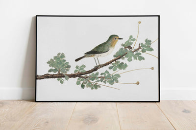 Vintage Watercolor Bird Print