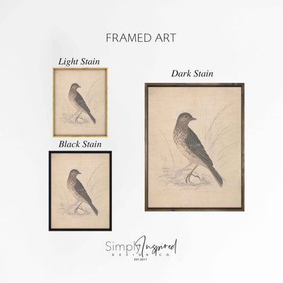 Bird Drawing