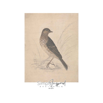 Bird Drawing Print