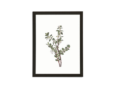 Botanical Branch Print