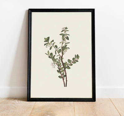 Botanical Branch Print
