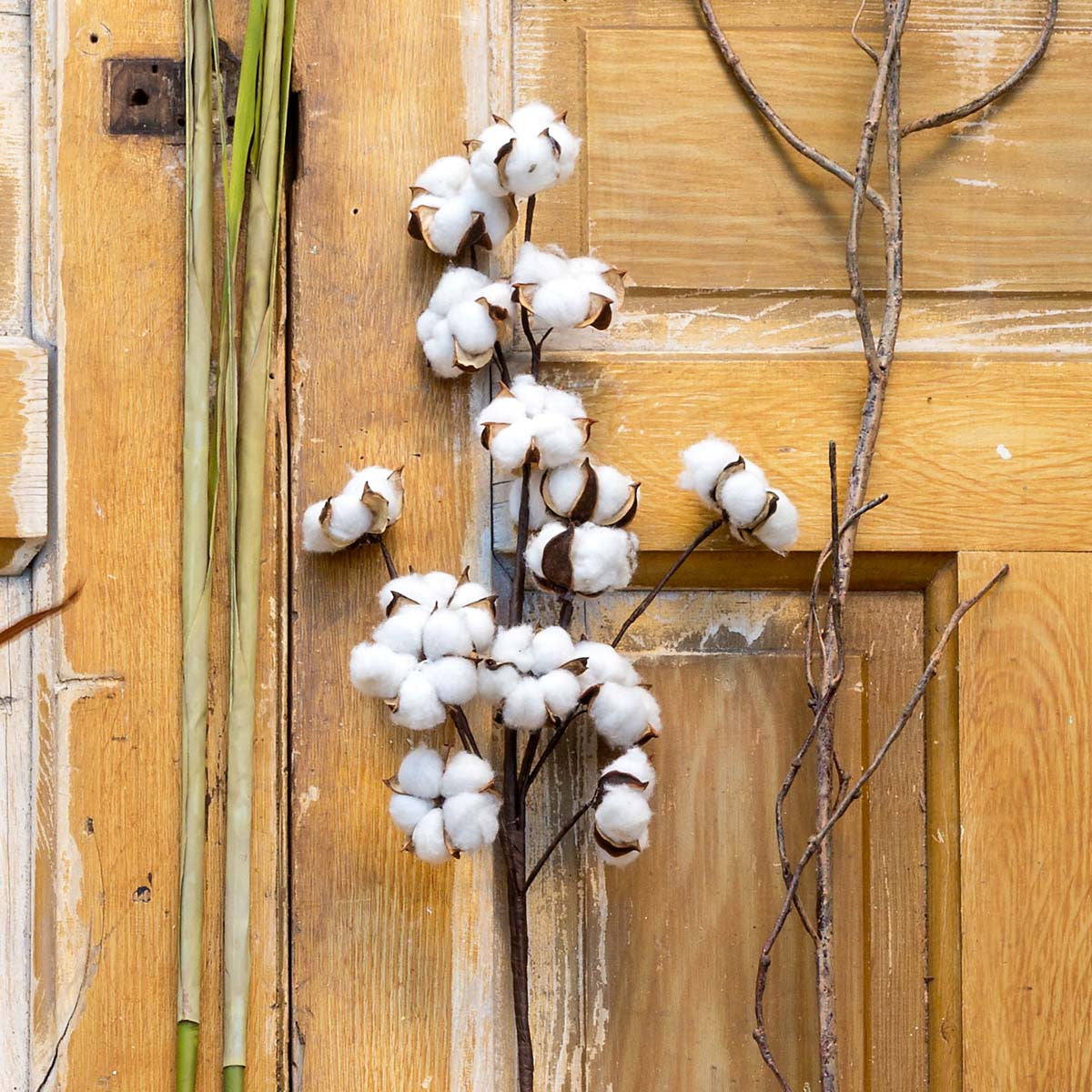 Cotton Stem
