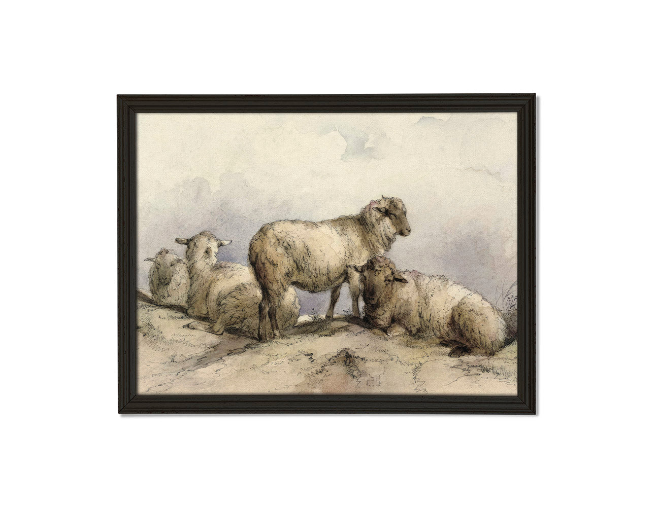 Resting Sheep