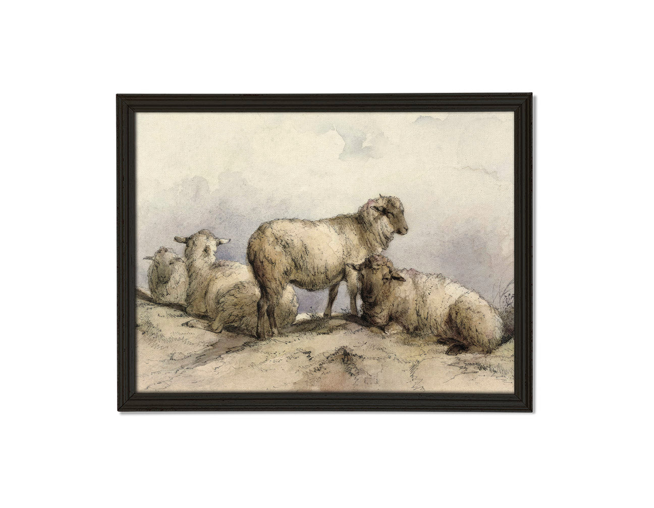 Resting Sheep Print