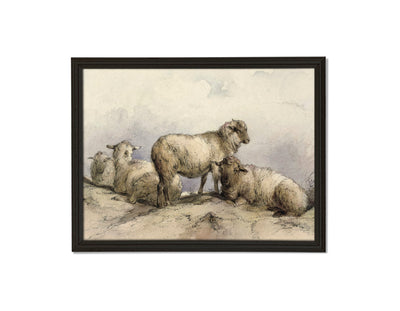 Resting Sheep