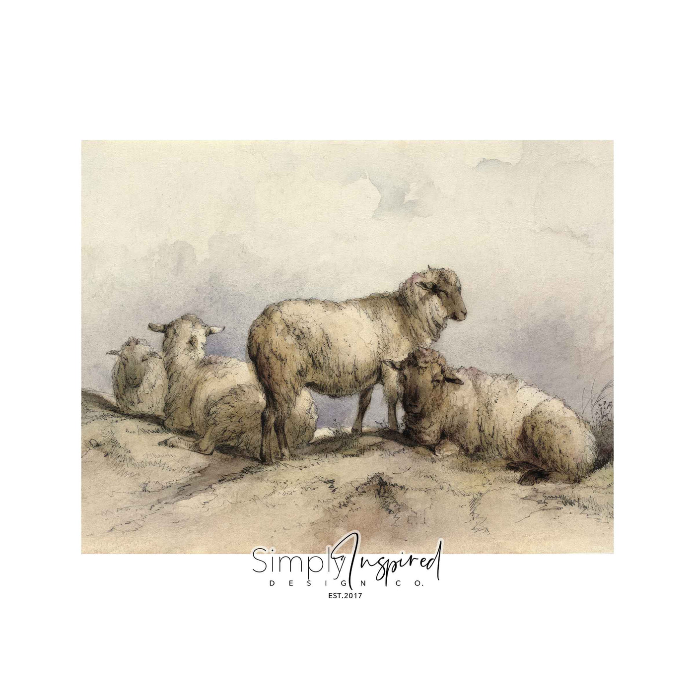 Resting Sheep