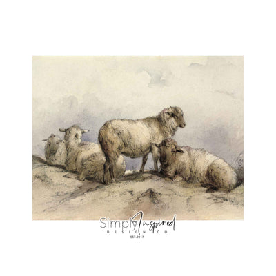 Resting Sheep