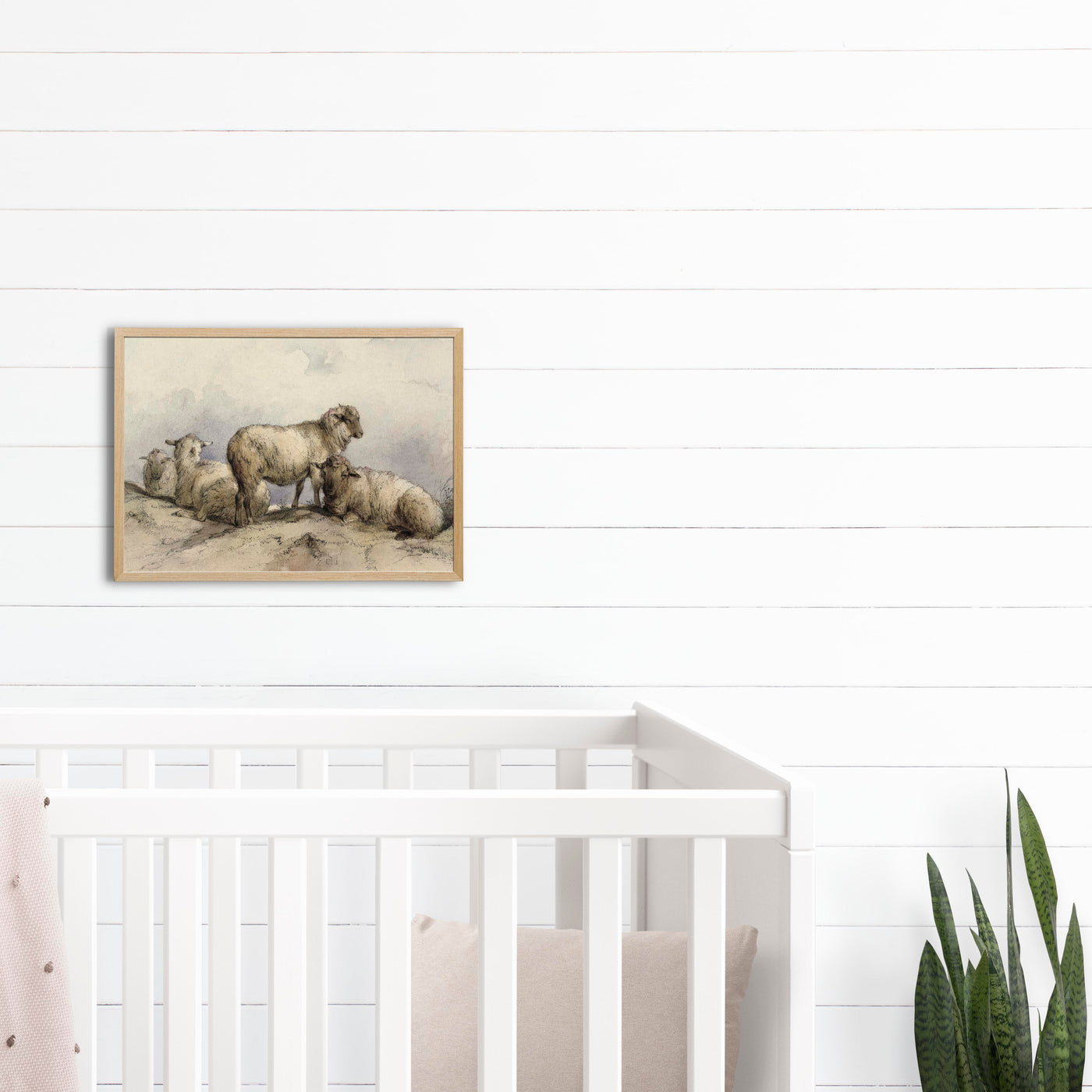 Resting Sheep