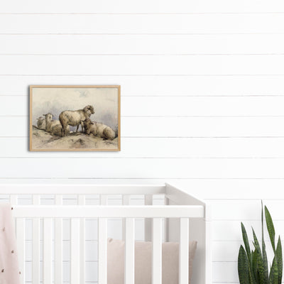 Resting Sheep